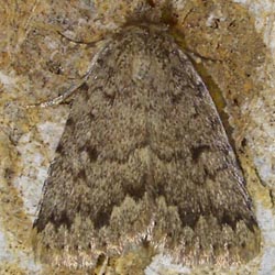 Autophila ligaminosa Autophila ligaminosa